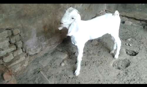 Patira Baby Gulabi Goat — photo 5