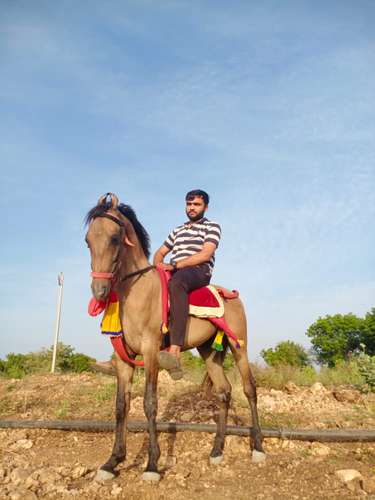 Horse pure kathiwadi — photo 4