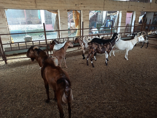 Desi & crossbreed — photo 2