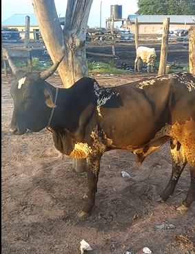 Bull