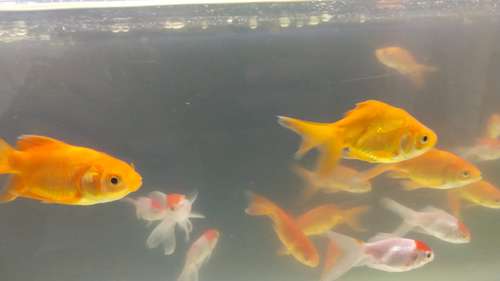 Gold Fish — photo 3
