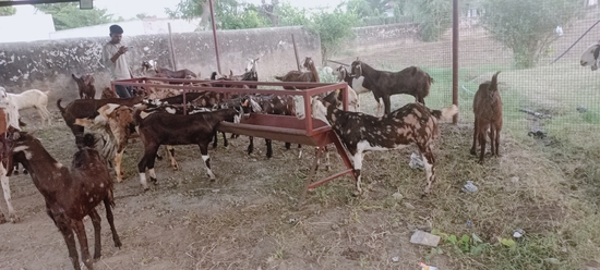 Sirohi male female available My farm — photo 2