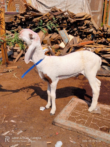 Mashaallha quality hanutel male available for sell — photo 3