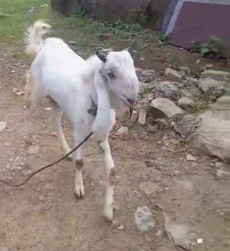 Jamnapari Goat  — photo 4