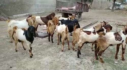 Totapuri Goat
