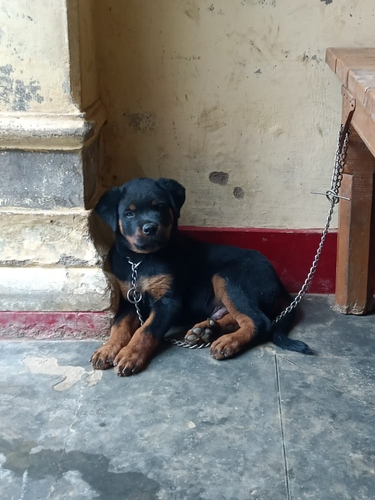 Rottweiler Puppy — photo 3