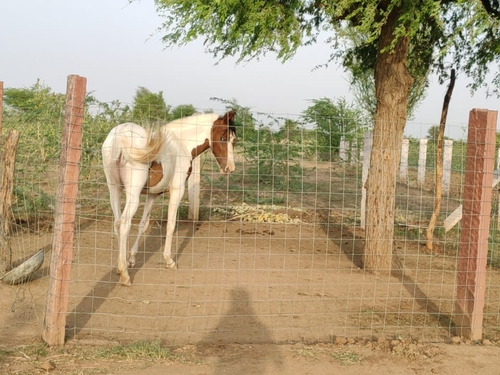 Marwari Horse — photo 3