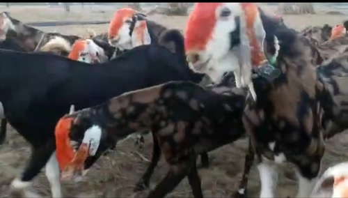 Gujari Goat — photo 2