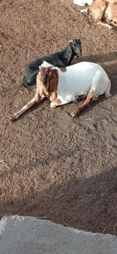 Totapuri Goat