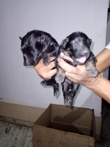 Dog Bazar hathras all type dog sale purchase all breed avilabl in hathras up — photo 3