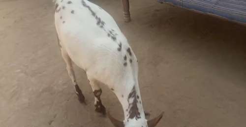 Barbari Goat — photo 2