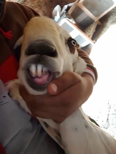 Beetal Goat — photo 3