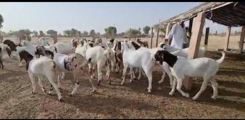 Sojat Goat