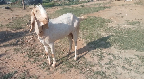 Jamnapari Goat  — photo 4