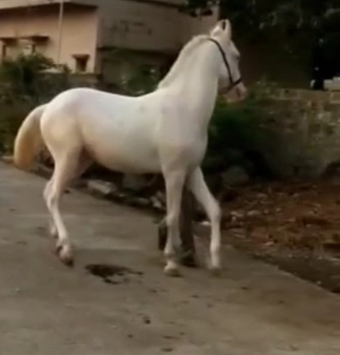 Marwari Horse — photo 2