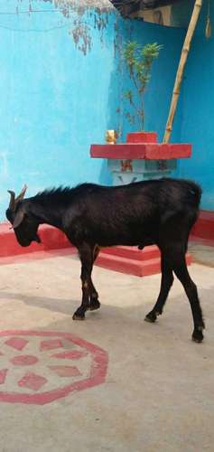Black Bengal Goat — photo 4