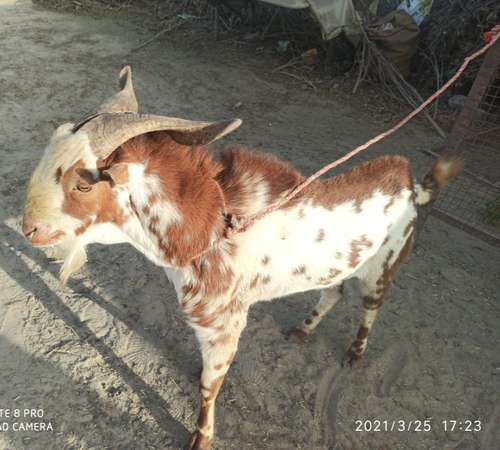 Barbara Goat — photo 2