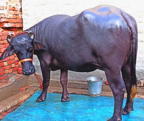 Murrah Buffalo — photo 4