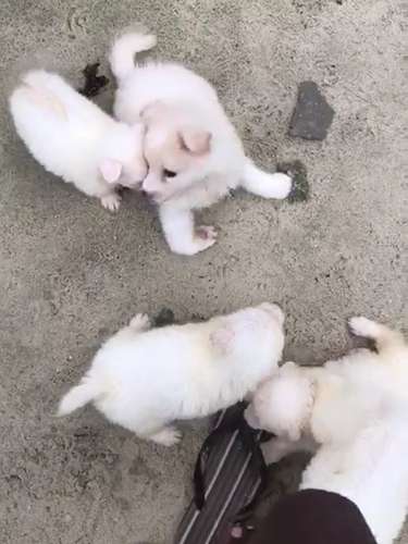  American Eskimo Puppy🐶 — photo 4