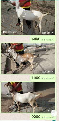 Kota Goat