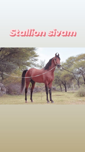 Stallion Sivam Horse