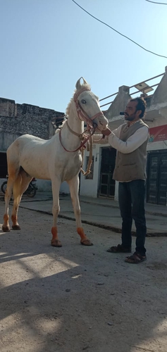Marwari Horse — photo 2
