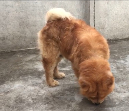 Chaw Chaw Puppy — photo 2