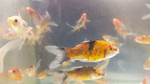 Shubankin Fish — photo 2