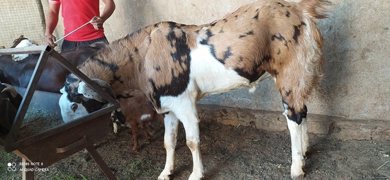 Gujari  — photo 5