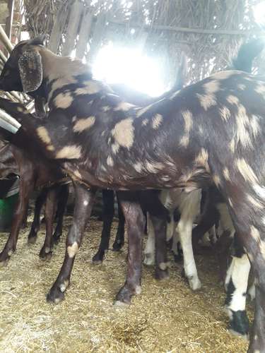 Desi Goat  — photo 5