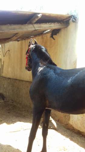 Great Gambler Horse — photo 5