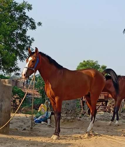 Sindhi Horse — photo 5