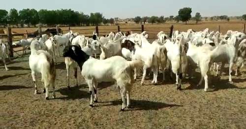 Sojat Goat — photo 2