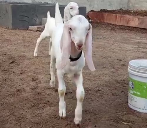 Jamunapari Goat — photo 3