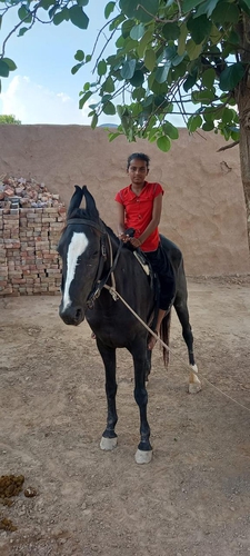 Marwari Horse — photo 2