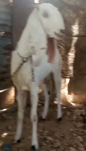 Haidrabadi Goat — photo 2
