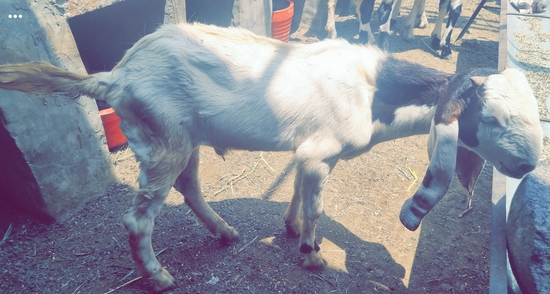 Antique Goat's  — photo 3