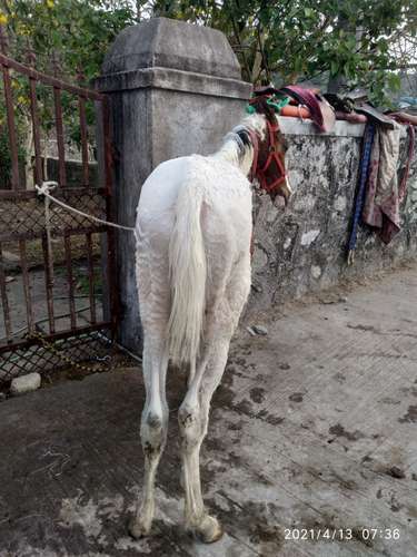 Baby horse marwadi