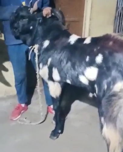 Kota Goat — photo 2