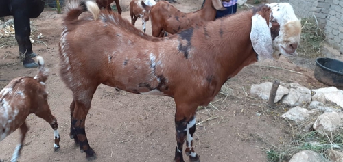 Sirohi goat — photo 3