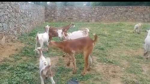 Barbari Goat