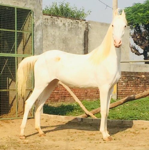 Nukra Horse