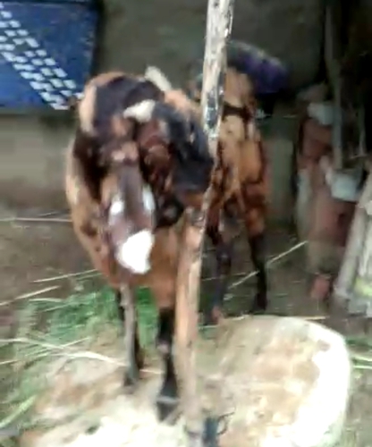 Sirohi Goat — photo 2