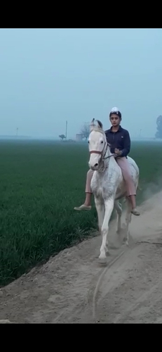 Nukri Horse — photo 2