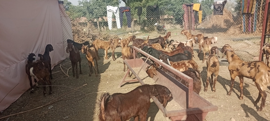 MP GOAT FARM AJMER RAJASTHAN — photo 4