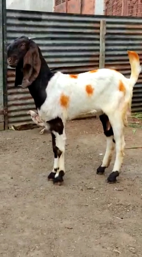 Desi Goat  — Goat for sale in Malegaon Nasik, Maharashtra , India 
