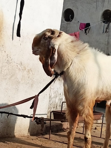 Betal haidrabadimix goat — photo 3