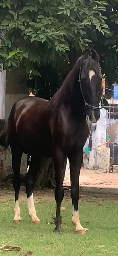 Horse — Marwari Horse, Kanpur, Indian