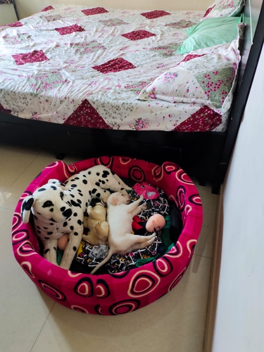 Lab male pupeis