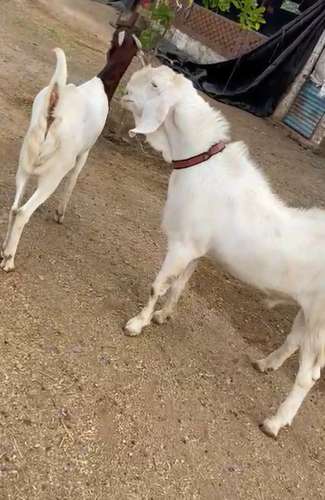 Sojat and Gujri Goat — photo 4